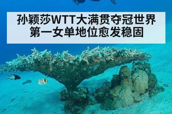 孙颖莎WTT大满贯夺冠世界第一女单地位愈发稳固